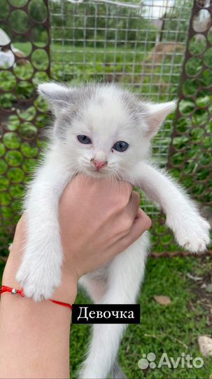 Котята в добрые руки даром