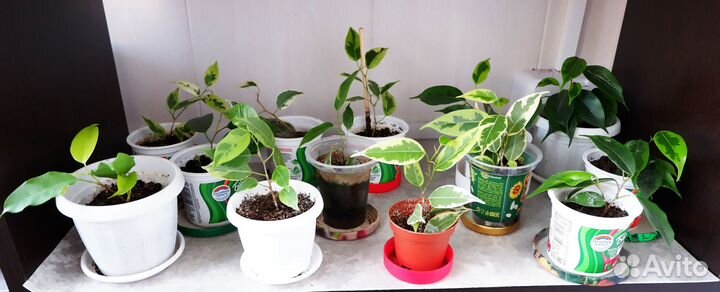 Фикус пиперония гинура хавортия аихризон ктенанта