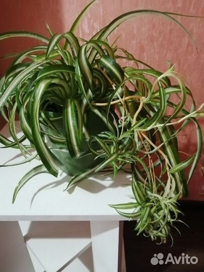 Хлорофитум