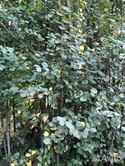 Ирга(коринка)