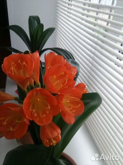 Комнатные цветы кливия