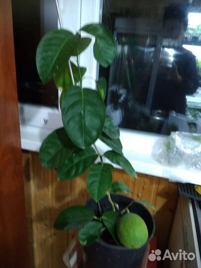 Цитрусы вариегатный лимон и другие