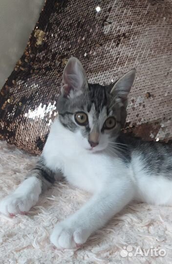 Котик мальчик, в добрые руки