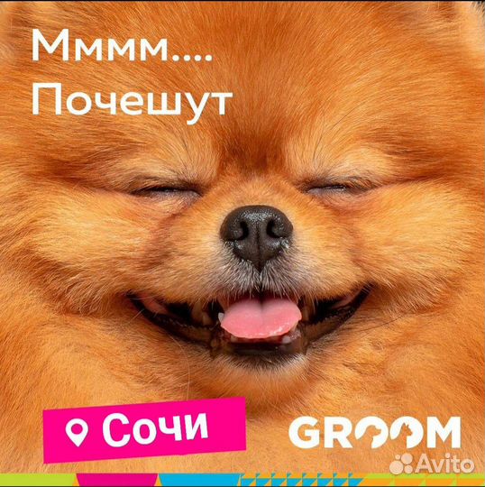 Стрижка собак и кошек