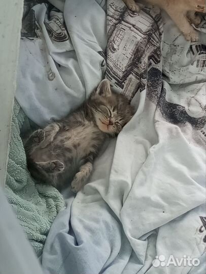 Котятки в добрые руки
