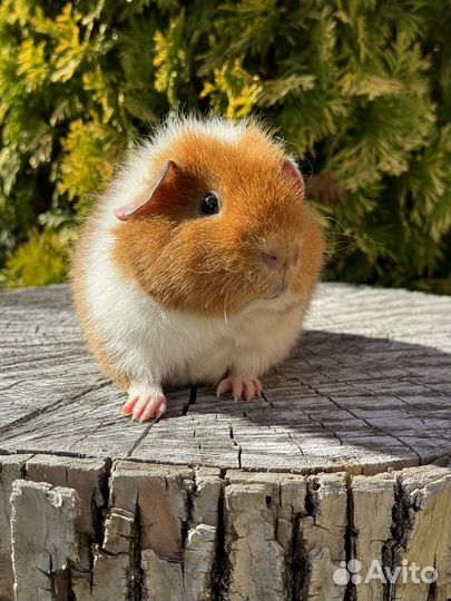 Морская свинка ам