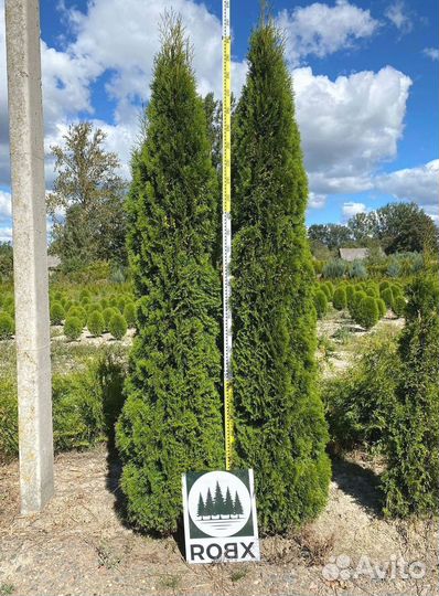 Туя Смарагд