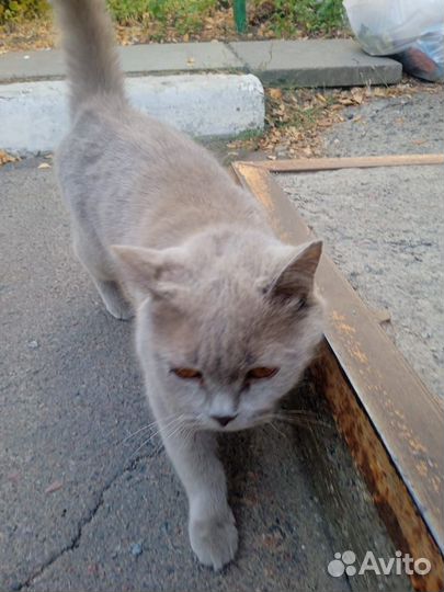 Молодая британка ищет дом