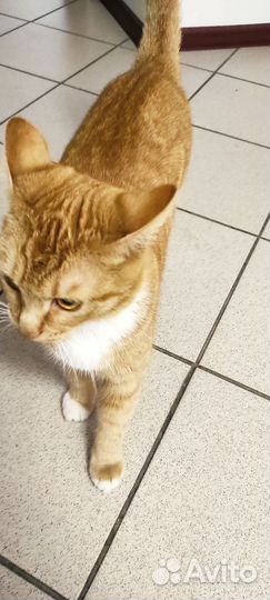 Кошка в дар бесплатно