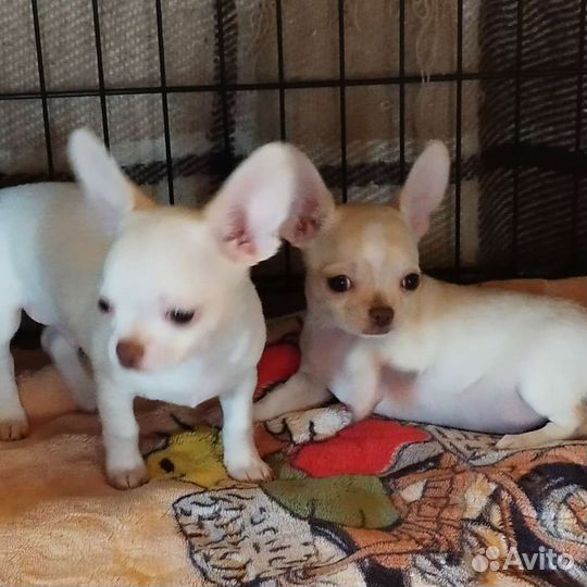 Щенки чихуахуа