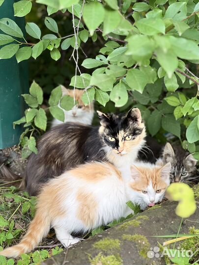 Котята в добрые руки