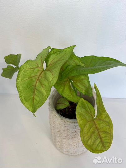 Сингониум Рассами Наг