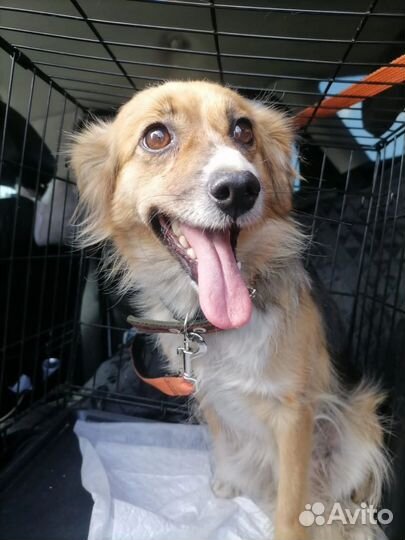 Собака бесплатно