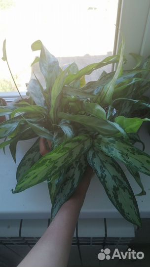 Аглаонема Сильвер Квин