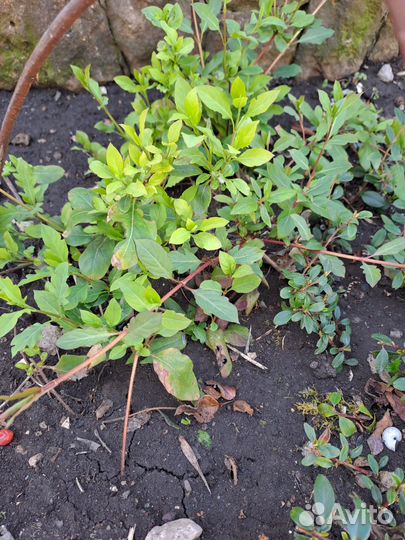 Жимолость каприфоль