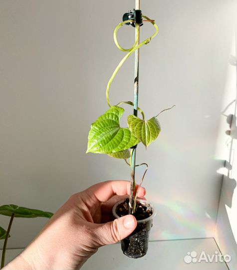 Комнатные растения 2