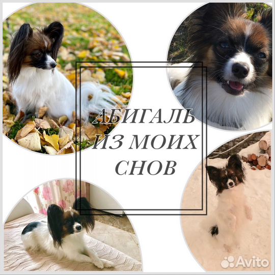 Фотосессия с собакой