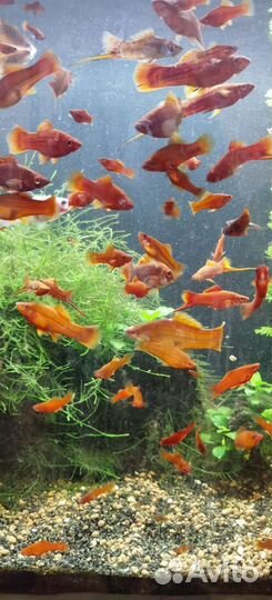 Рыбы меченосцы оптом