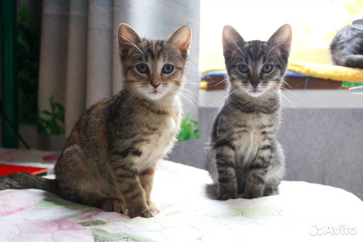 Котёнок мальчик окрас Таби, полосатый