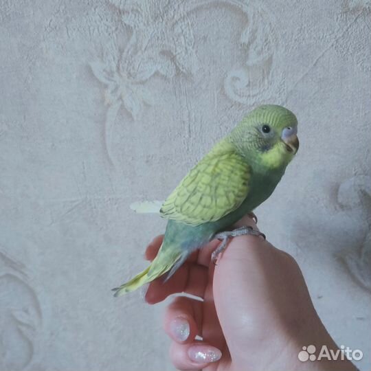 Птенцы волнистый попугай