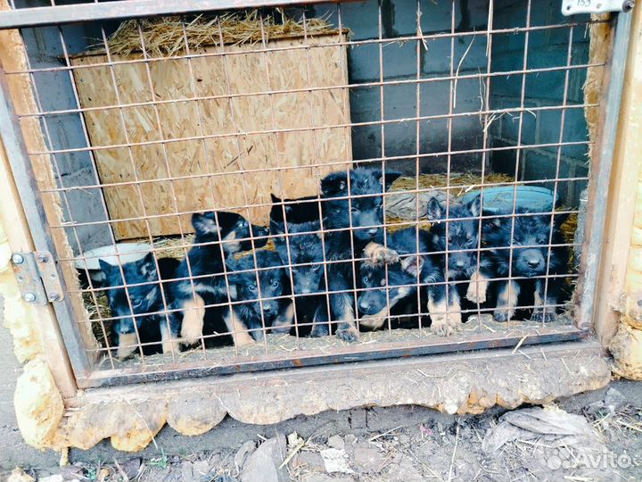 Щенки немецкой овчарки