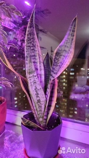 Сансиверия футура суперба