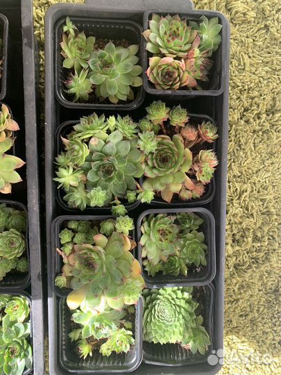 Молодило каменная роза