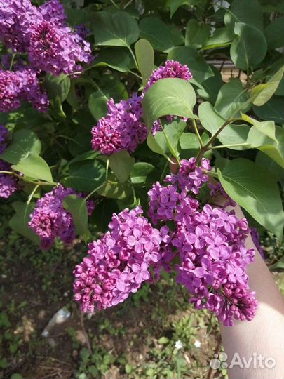 Саженец сирени 