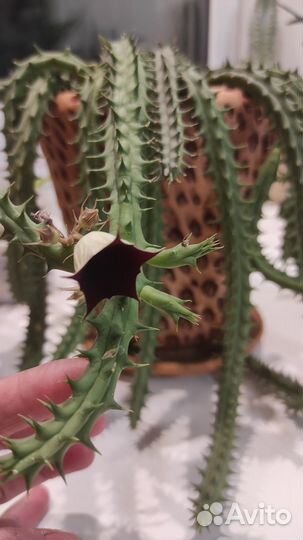 Кактус цветущий