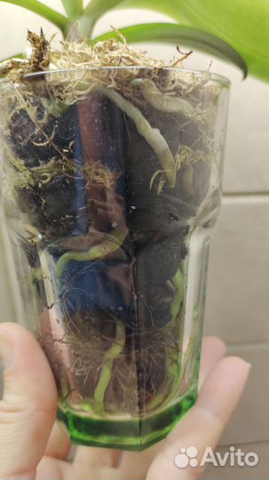 Детка орхидеи фаленопсиса Джулии ароматной