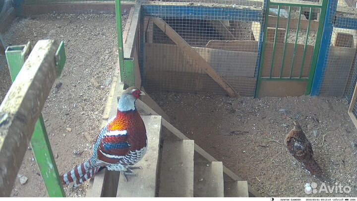 Фазаны Павлины