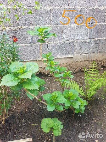 Гортензия крупнолистная