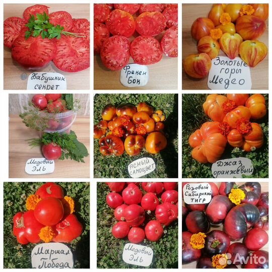 Семена сортовых томатов