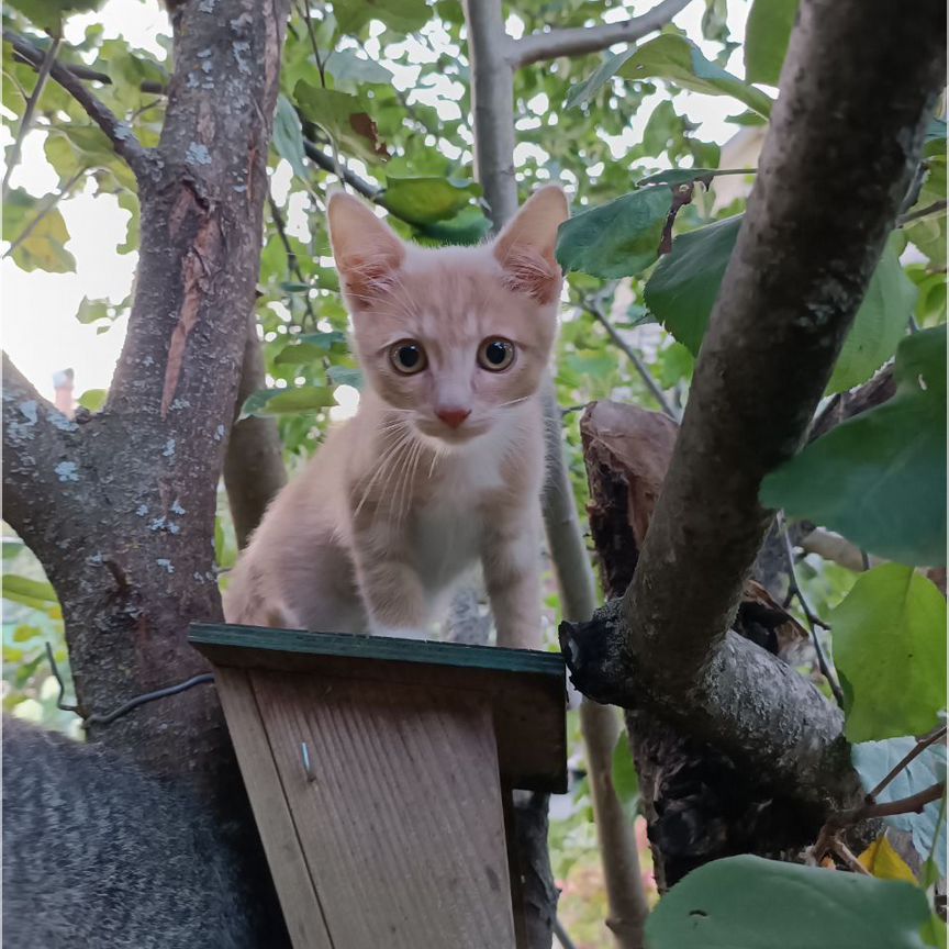 Котенок замерзает на даче