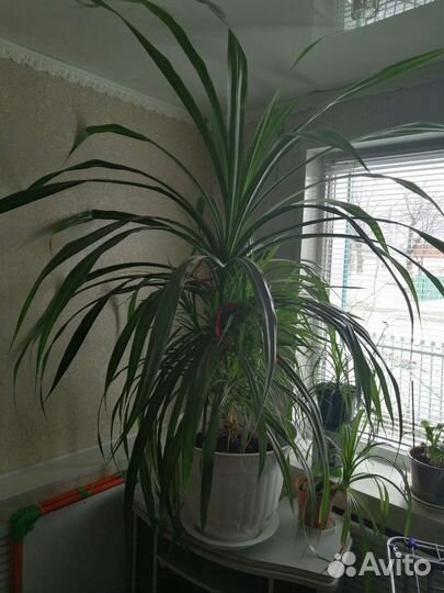 Пальма панданус