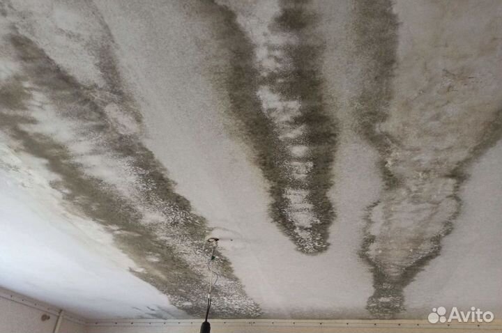 Дезинсекция/дезинфекция