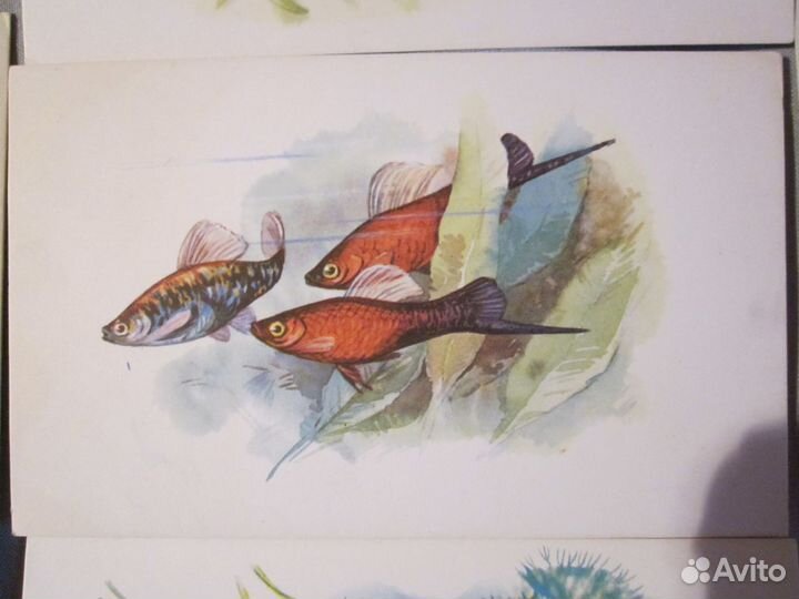 Открытки. Рыбки