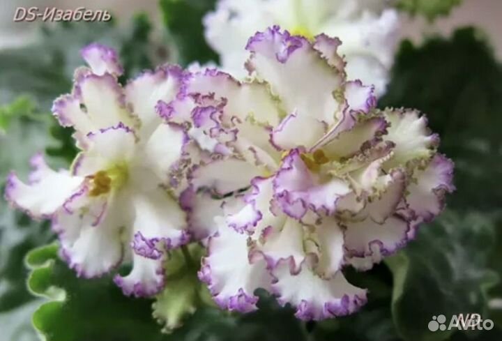 Срезка листов сортовых фиалок