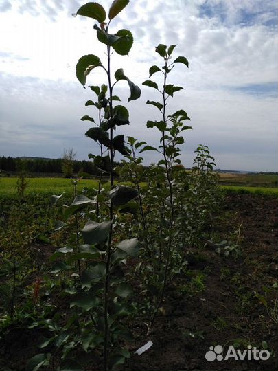 Саженцы яблони современные сорта