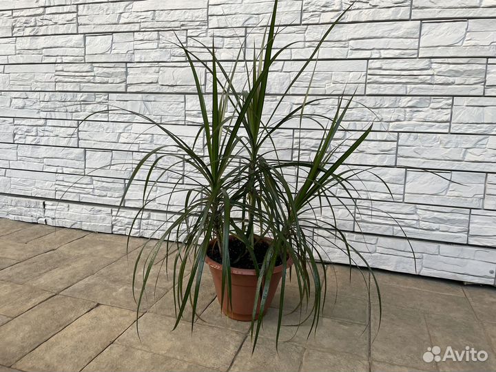 Драцена 56 см