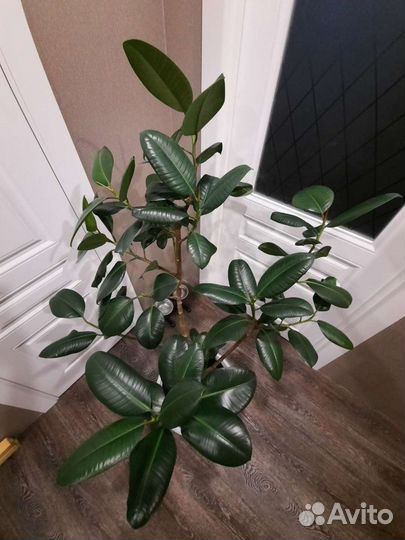 Фикус каучуконосный