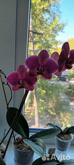 Дендробиум фаленопсис
