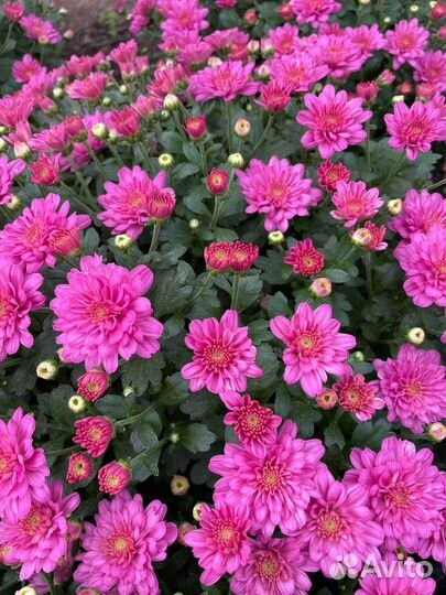 Хризантемы мультифлора