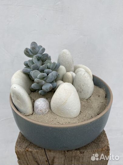 Флорариум с суккулентами