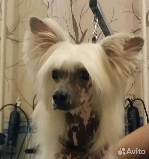 Мальчик для вязки