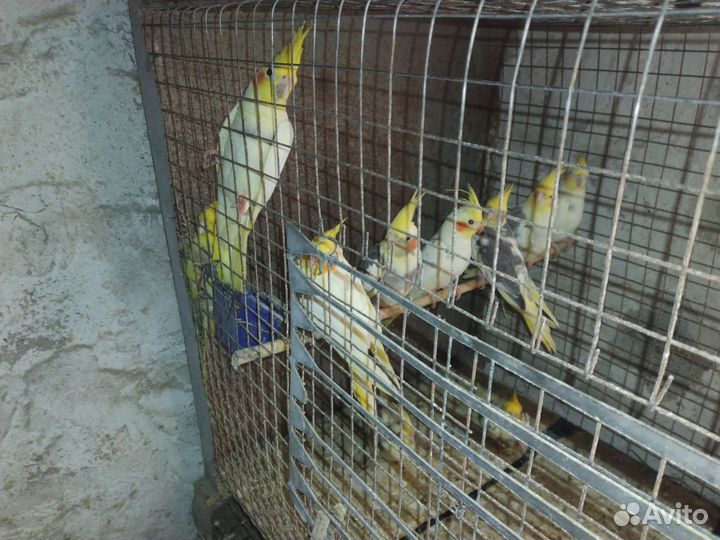 Продам молодых попугаев карелл