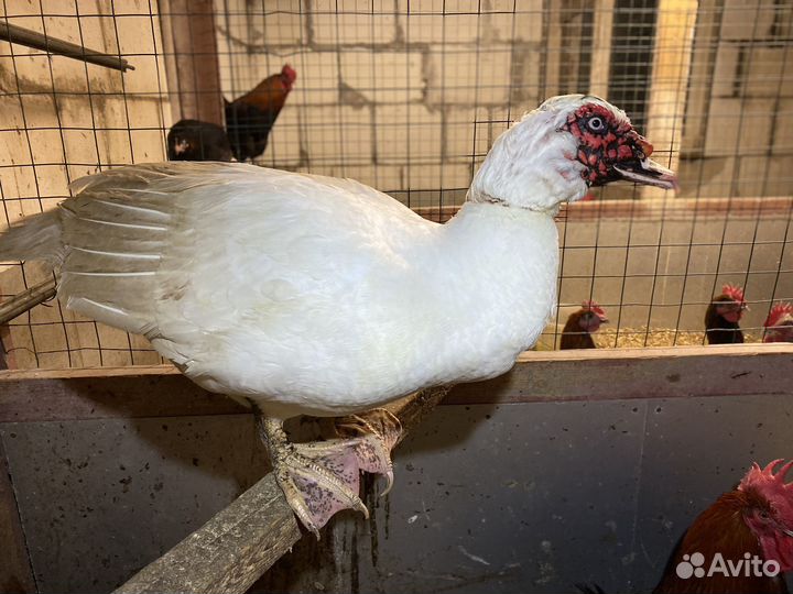 Семья индоуток (3+1)