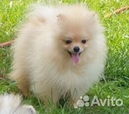 Малыш-солнышко