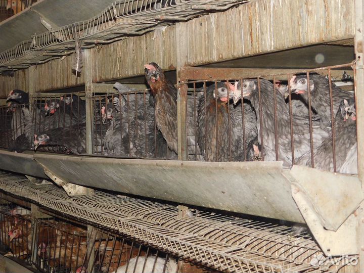 Куры Несушки Молодые,доставка бесплатно