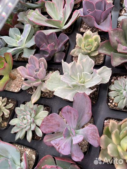 Редкие суккуленты